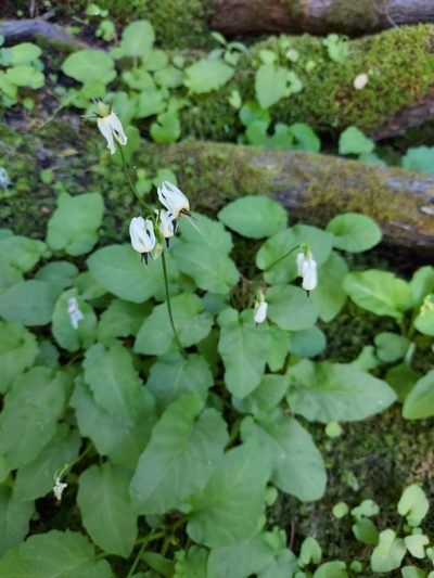Primula latiloba, photographed by Jon Eilers
