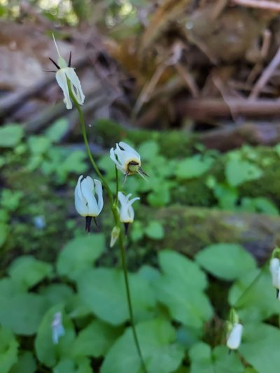 Primula latiloba, photographed by Jon Eilers