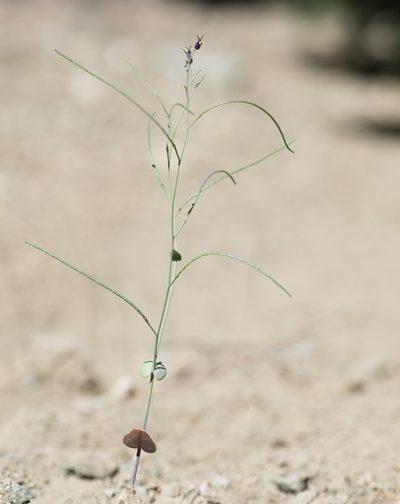 Streptanthus amplexicaulis, photographed by Jesse Rorabaugh