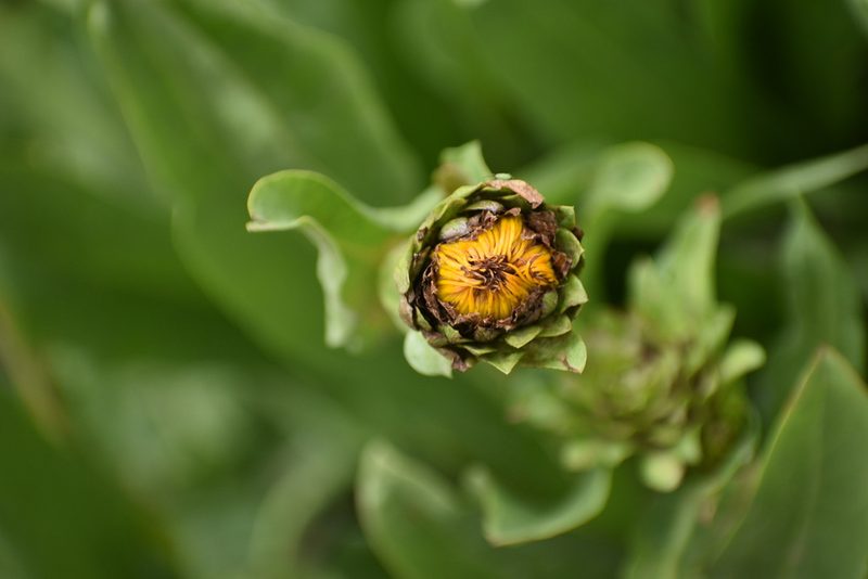 Pyrrocoma crocea, photographed by John Powers