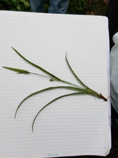 Carex laxiculmis, photographed by Sarah Johnson