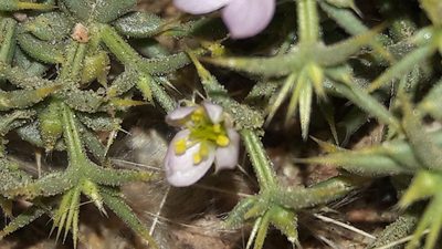 Zygophyllum molle, photographed by Astra