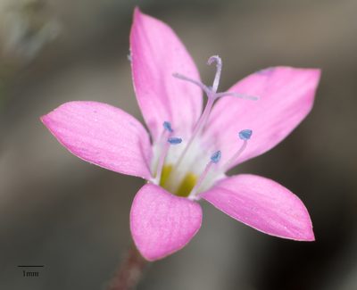 Saltugilia splendens, photographed by Jesse Rorabaugh