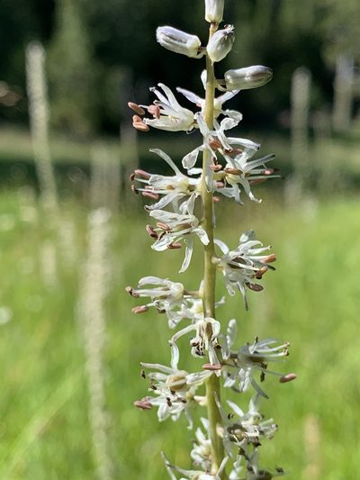 Hastingsia alba, photographed by Leah Gardner