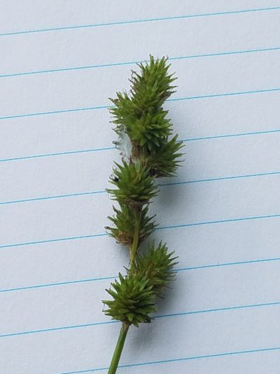 Carex normalis, photographed by Sarah Johnson