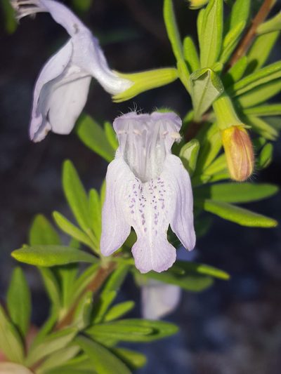 Conradina grandiflora, photographed by Alex Abair