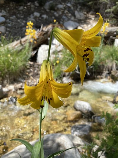 Lilium parryi, photographed by Jessica Barlow