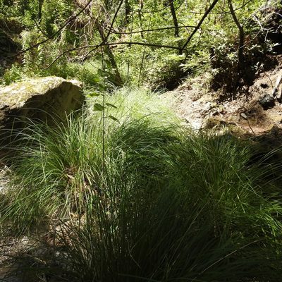 Carex nudata, photographed by Daniel Levitis