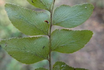 Anemia dregeana, photographed by Andrew Deacon