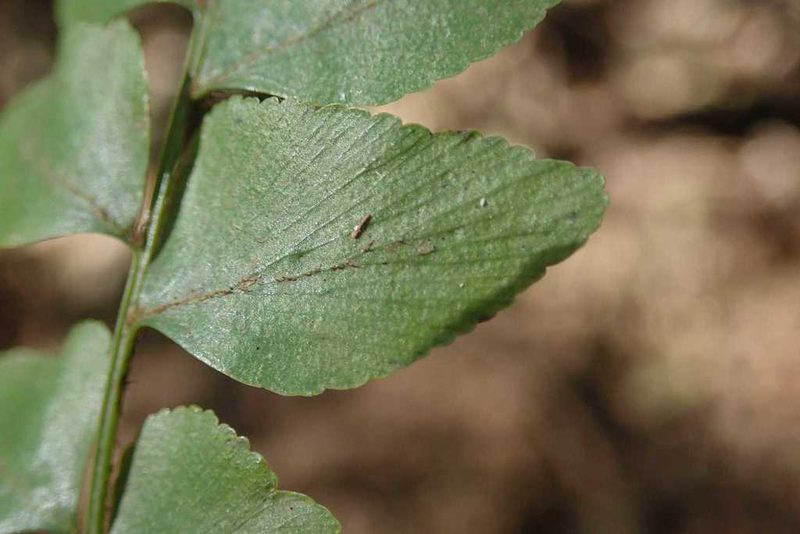 Anemia dregeana, photographed by Andrew Deacon