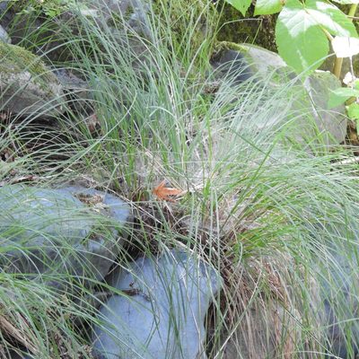 Carex nudata, photographed by Daniel Levitis