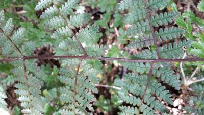 Hypolepis rugosula, photographed by naturewatchwidow