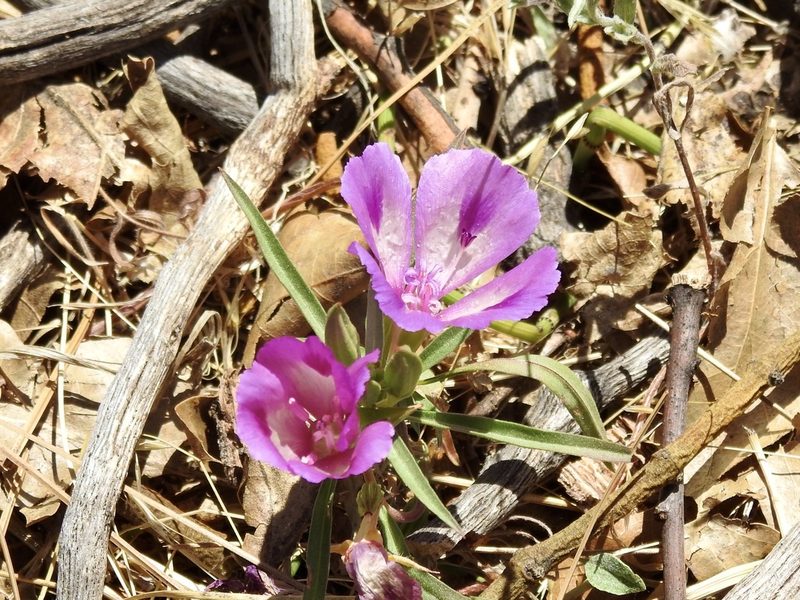Clarkia williamsonii, photographed by Frances Oliver