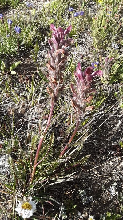 Pedicularis cystopteridifolia, photographed by Tait Sougstad