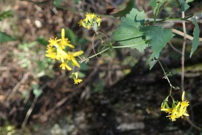 Senecio deltoideus, photographed by Andrew Deacon