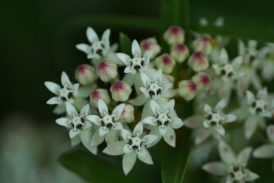 Asclepias angustifolia, photographed by Luis F. Ramírez