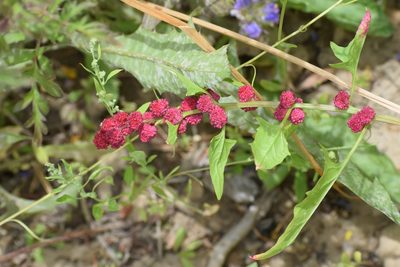 Blitum capitatum, photographed by Syd Cannings