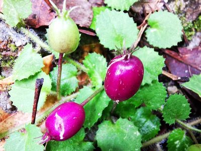 Lobelia nummularia, photographed by 慶得江