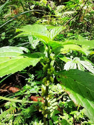 Paraphlomis javanica, photographed by 慶得江
