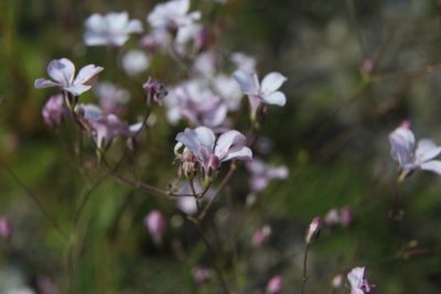 Gypsophila patrinii, photographed by Нурхайдарова Татьяна