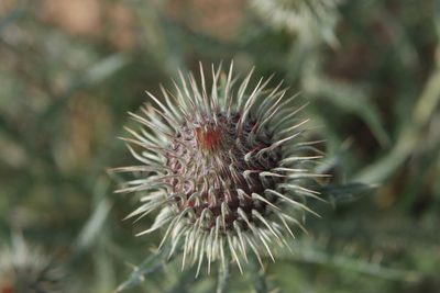 Ancathia igniaria