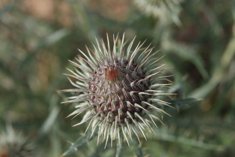 Ancathia igniaria, photographed by Нурхайдарова Татьяна