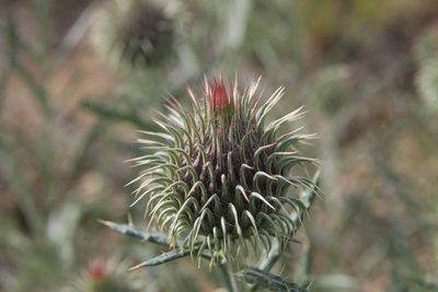Ancathia igniaria, photographed by Нурхайдарова Татьяна