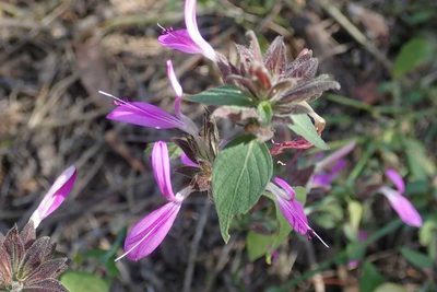Dicliptera clinopodia, photographed by Andrew Deacon