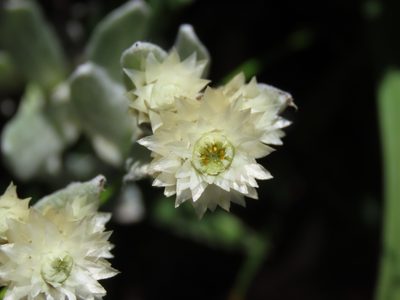 Anaphalis nepalensis, photographed by chiuluan