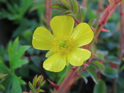 Ranunculus formosa-montanus, photographed by chiuluan