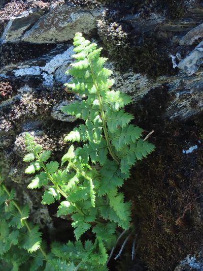 Dryopteris alpestris, photographed by chiuluan