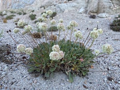 Eriogonum latens, photographed by Matt Berger