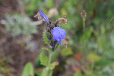 Dracocephalum grandiflorum, photographed by Нурхайдарова Татьяна