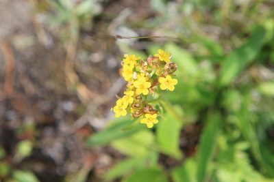 Patrinia sibirica, photographed by Нурхайдарова Татьяна
