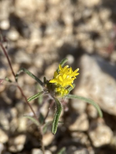 Orochaenactis thysanocarpha, photographed by Matt Berger