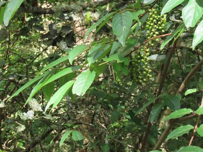 Stachyurus himalaicus, photographed by chiuluan