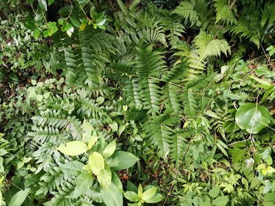 Osmunda japonica, photographed by harum.koh