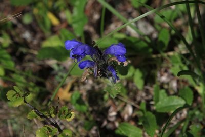 Dracocephalum grandiflorum, photographed by Нурхайдарова Татьяна