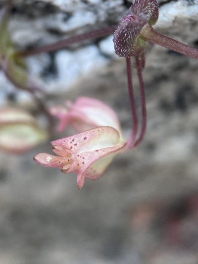 Erythranthe angulosa, photographed by Matt Berger