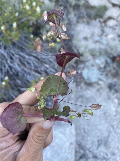 Erythranthe angulosa, photographed by Matt Berger