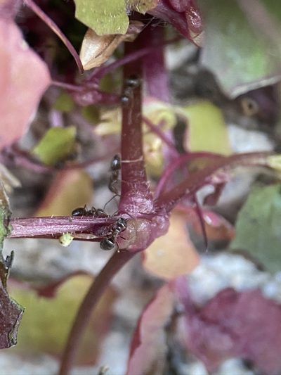 Erythranthe angulosa, photographed by Matt Berger
