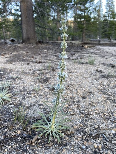 Frasera tubulosa, photographed by Matt Berger