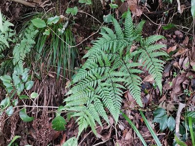 Dryopteris sacrosancta, photographed by harum.koh