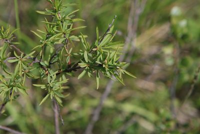 Spiraea alpina, photographed by Нурхайдарова Татьяна
