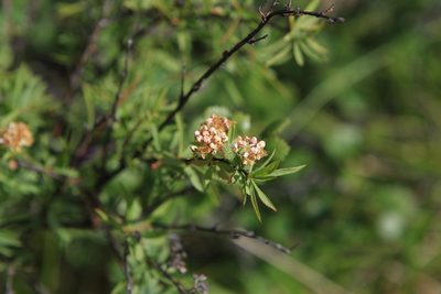 Spiraea alpina, photographed by Нурхайдарова Татьяна
