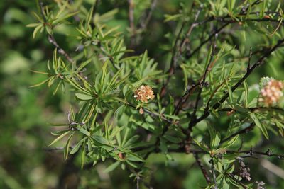Spiraea alpina, photographed by Нурхайдарова Татьяна