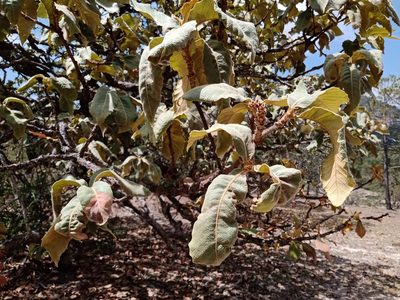 Quercus resinosa, photographed by Miguel Grageda
