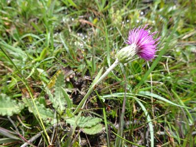 Cirsium dissectum, photographed by Robert H. Wardell