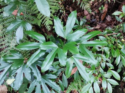 Dendropanax trifidus, photographed by harum.koh