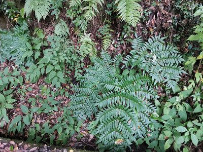 Osmunda japonica, photographed by harum.koh